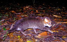 Tái phát hiện 'mèo đầu bẹt' tại Thái Lan sau 30 năm biến mất