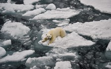 Năm 2026: 'Bình thường mới' của khí hậu toàn cầu