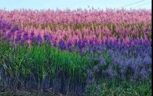 Cánh đồng mía trổ hoa tím khiến nhiều người ngỡ ngàng: Chuyên gia nói gì?