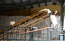 Gạo Việt Nam đón tin vui khi Philippines lên kế hoạch nhập khẩu từ đầu năm 2026