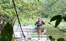 Lội sình hái bình bát ở TP.HCM: Nghề mưu sinh đầy hiểm nguy của người cha 3 con