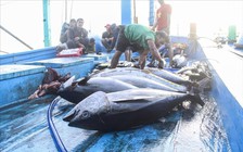 Xuất khẩu thủy sản sang Mỹ nguy cơ ách tắc vì giấy chứng nhận xuất xứ