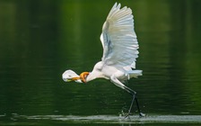 Khoảnh khắc đẹp: Thích thú ngắm chim, cò đớp mồi giữa 'khu nhà giàu' ở TP.HCM