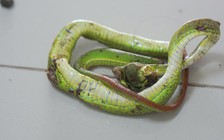 Đắp thuốc để 'hút độc' do rắn cắn, người đàn ông sốc phản vệ nguy kịch