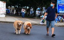 Chịu trách nhiệm hình sự tội gì nếu thú cưng gây chết người?