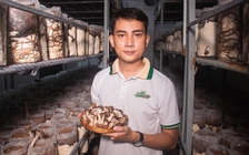 Sở hữu 3 bằng đại học, chàng trai về quê trồng nấm mối đen