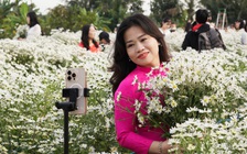 Người Hải Phòng nô nức check-in cúc họa mi