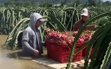 Người làm vườn mất tết vì lũ lụt