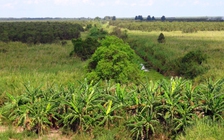 Chủ tịch Cà Mau yêu cầu xử lý nghiêm tình trạng chiếm đất rừng U Minh Hạ