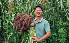 Việc làm xanh: Giấc mơ vườn rừng và lý tưởng sống vì nền nông nghiệp sạch