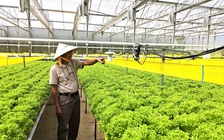 Ứng dụng chuyển đổi số trồng rau xuất khẩu
