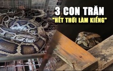 3 con trăn ‘hết thời làm kiểng’ được bàn giao để thả về tự nhiên