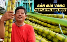 Tiểu thương bán mía vàng cúng vía Ngọc Hoàng: Ngày cúng thu lời vài chục triệu đồng