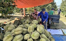 Gạo thêm cơ hội vào Mỹ, sầu riêng gặp khó ở Trung Quốc