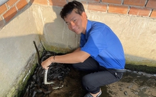 Chàng trai 'cần cù bù vốn' kiếm tiền tỉ nhờ rắn ri cá