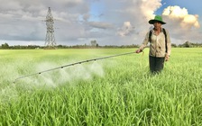 Xóa nỗi lo cỏ dại trên ruộng lúa