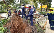 Lãnh đạo TP.HCM yêu cầu chế tài nhà thầu xâm hại cây xanh