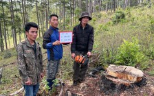 Tạm giữ hình sự 3 nghi phạm cưa hạ thông 3 lá ở Lâm Đồng