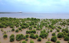 Cà Mau hồi sinh hơn 1.000 ha rừng ven biển, vững vàng trước biến đổi khí hậu