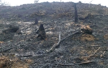 Hiện trường trơ trụi sau vụ cháy rừng tại Bình Liêu