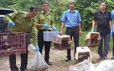 Thả trăn đất và động vật hoang dã về Vườn quốc gia Chư Yang Sin