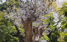 Cận cảnh tác phẩm nghệ thuật từ cây xà cừ đổ trong bão Yagi 