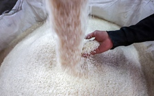 Người trồng lúa Thái Lan lo ‘khó sống sót’ vì thuế quan của ông Trump