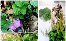 Vì sao uống cây me đất có thể dẫn đến ngộ độc, suy thận cấp?