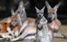 Nghịch lý loài kangaroo khổng lồ tiền sử sống 'thư giãn', khép kín trong hang