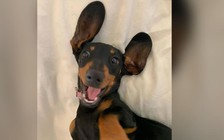 Tìm thấy chó thất lạc hơn 500 ngày trên đảo Úc