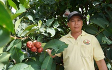 Thu lãi tiền tỉ từ mận hồng trọng lượng ‘khủng’