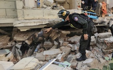 Hai cảnh khuyển đắc lực của đoàn công an Việt Nam cứu hộ tại Myanmar