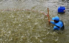 Cà Mau khẩn trương rà soát tác động việc Mỹ áp thuế 46%