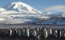 Ông Trump đánh thuế cả đảo chỉ có chim cánh cụt, không một bóng người