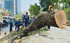 TP.HCM yêu cầu xử lý đơn vị gây hại cây xanh khi làm mới vỉa hè