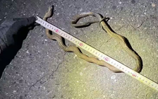 Chuyến tàu cao tốc tê liệt vì một con rắn