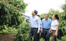 Vải được mùa vẫn thấp thỏm lo hạn hán
