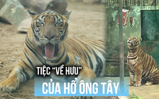 Thảo Cầm Viên tổ chức tiệc ‘về hưu’ cho hổ ‘Ông Tây’