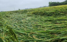 Mưa lớn, hàng trăm ha lúa bị đổ ngã