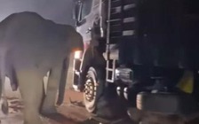 Voi con bị xe tải cán chết, voi mẹ tuyệt vọng tìm cách cứu