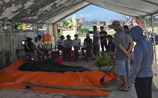 Cá voi dài 3 m trôi dạt vào bờ biển Quảng Ngãi