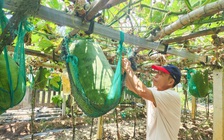 Độc đáo 'mắc võng' cho bí đao khổng lồ tựa lưng