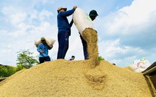 Việt Nam nhập khẩu gạo lớn thứ 2 thế giới, Chủ tịch VFA nói gì?