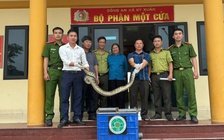 Người dân liên tiếp bắt được động vật quý hiếm trong vườn nhà