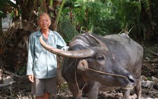Lão nông miền Tây 'kỳ lạ', dành tiền giải cứu trâu bò khỏi lò mổ suốt 9 năm