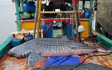 Thực hư thông tin ngư dân Thái Bình thả lưới bắt được cá nhám voi quý hiếm