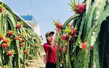 Vượt mặt sầu riêng, thanh long liệu có trở lại 'câu lạc bộ tỉ USD'?