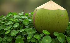 Ăn ngon - ăn khỏe: Bác sĩ chỉ cách làm 7 loại nước giải nhiệt mùa hè