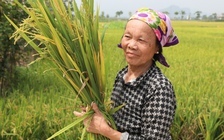 Lúa không kết hạt, nhiều hộ nông dân trắng tay vụ xuân