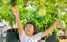 Trồng rau sạch trên sân thượng: Gia đình ăn không hết, phải... bán bớt